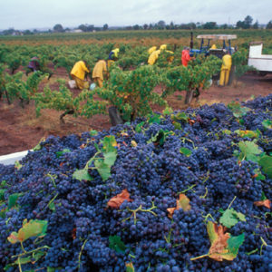 Vineyard Workers