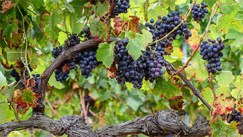Vine Branches & Fruitfulness