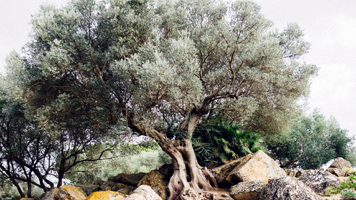 What Does It Mean to Be “Grafted Into Israel?”